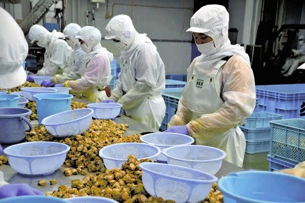 ĐƠN HÀNG CHẾ BIẾN NHÍM BIỂN, SÒ ĐIỆP, CÁ.. THÁNG 6/2025