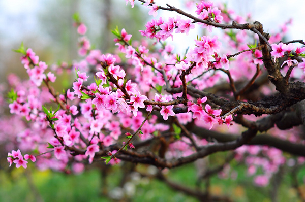 Đơn hàng dành cho nam nữ thực tập sinh đi lại Nhật Bản thi tuyển tháng 4/2019