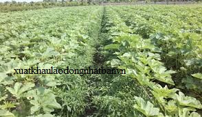 ĐƠN HÀNG NGUYỄN KIM PHƯƠNG THÁNG 3/2026