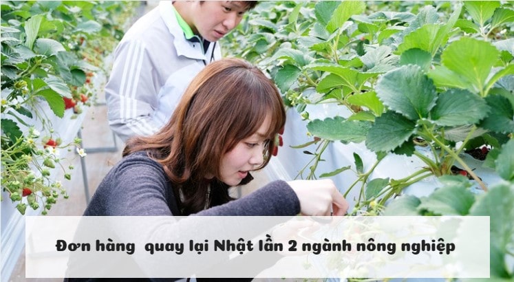 ĐƠN HÀNG NÔNG NGHIỆP QUAY LẠI LẦN 2 THÁNG 10/2019