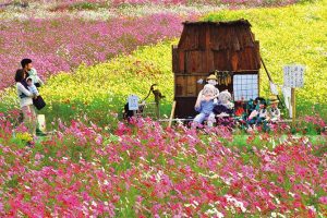 Giới thiệu địa điểm du lịch ||- Ngắm hoa Cosmos ở Osaka.