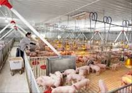 ĐƠN HÀNG: CHĂN NUÔI HEO THÁNG 4/2026