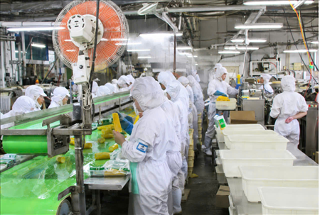 ĐƠN HÀNG: CHẾ BIẾN THỰC PHẨM ĐỒ HỘP ( RAU CỦ QUẢ) THÁNG 09/2026