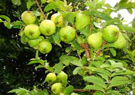 ĐƠN HÀNG LO VINH HỶ THÁNG 3/2026