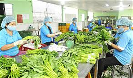 ĐƠN HÀNG: SƠ CHẾ ĐÓNG GÓI RAU CỦ QUẢ  THÁNG 1/2026