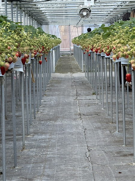 ĐƠN HÀNG TRỒNG, THU HOẠCH VÀ ĐÓNG GÓI RAU, KHOAI TÂY CỦ HÀNH TÂY VÀ DÂU TÂY TRONG NHÀ KÍNH... VÀ BÊN NGOÀI  THÁNG 12/2025