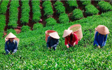 ĐƠN HÀNG TRÔNG VÀ THU HOẠCH CHÈ, ỚT CHUÔNG THÁNG 7/2025
