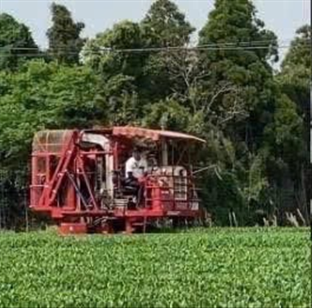 ĐƠN HÀNG: TRỒNG VÀ THU HOẠCH TRÀ XANH THÁNG 9/2025