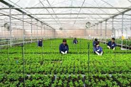TRỒNG VÀ THU HOẠCH ĐÓNG GÓI HẸ THÁNG 8/2024