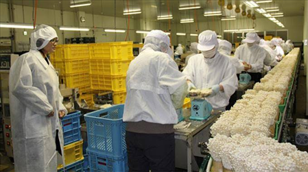 XUẤT KHẨU LAO ĐỘNG ĐÀI LOAN ĐƠN HÀNG CHIÊM THỪA TUẤN THÁNG 8/2026
