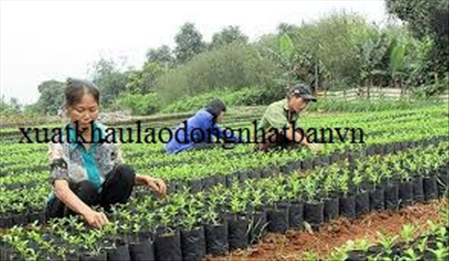 XUẤT KHẨU LAO ĐỘNG ĐÀI LOAN ĐƠN HÀNG HOÀNG THỦY HÙNG