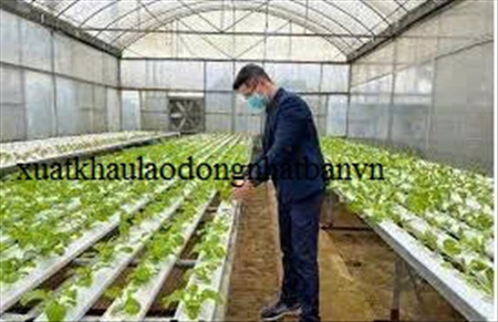 XUẤT KHẨU LAO ĐỘNG HI LẠP ĐƠN HÀNG NÔNG NGHIỆP