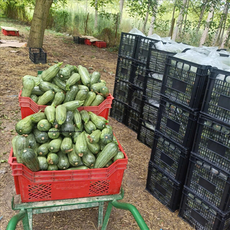 XUẤT KHẨU LAO ĐỘNG HY LẠP ĐƠN HÀNG NÔNG NGHIỆP