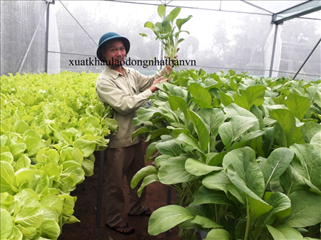 XUẤT KHẨU LAO ĐỘNG HY LẠP ĐƠN HÀNG NÔNG NGHIỆP