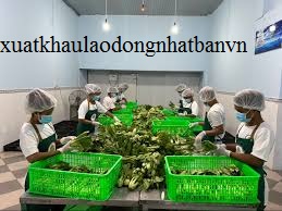 XUẤT KHẨU LAO ĐỘNG ĐÀI LOAN ĐƠN HÀNG DAN KIET