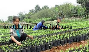 XUẤT KHẨU LAO ĐỘNG ĐÀI LOAN ĐƠN HÀNG HOÀNG THỦY HÙNG