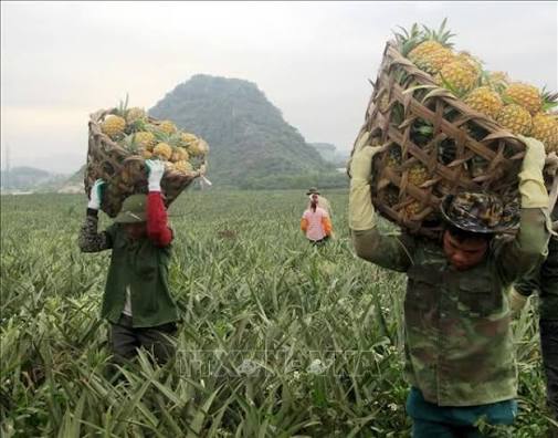 XUẤT KHẨU LAO ĐỘNG ĐÀI LOAN ĐƠN HÀNG TRINH TOÀN THẮNG THÁNG 7/2026